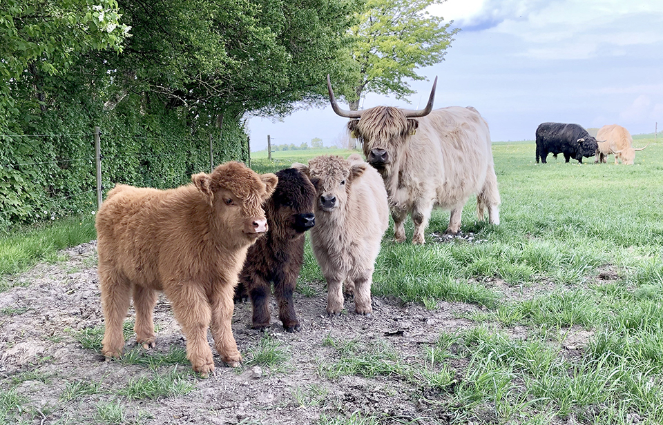 Barup Highland Cattle